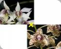 D. Aussies Sweetness x taipiniense